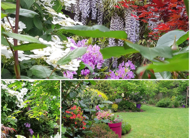 Évolution d'un jardin à Vannes de 2004 à maintenant.