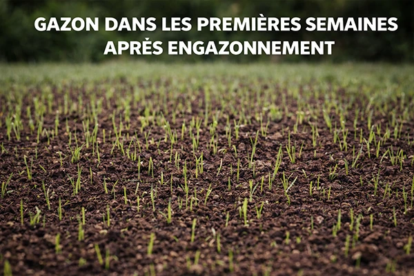 premieres-semaines-engazonnement